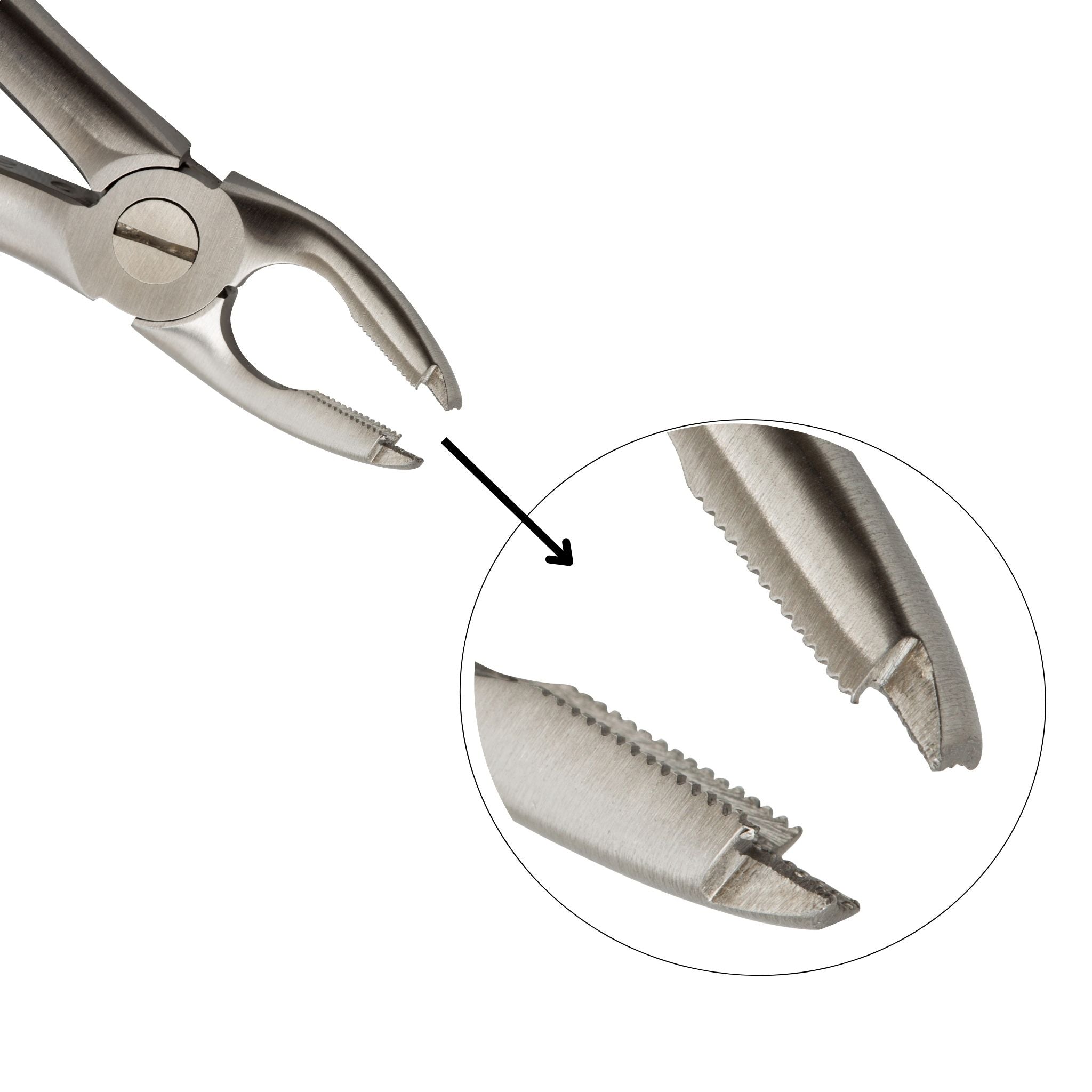 Close-up of TraXion serrated forceps beak gripping tooth during dental extraction for improved traction and control.